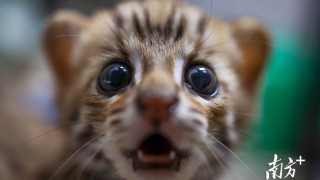 Wild leopard cat finally returns "home" after 136 days