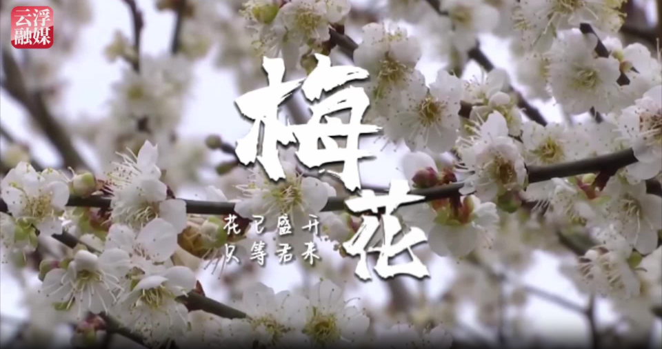 【精彩视频】绝美！云浮限定“雪景”——梅花开了！