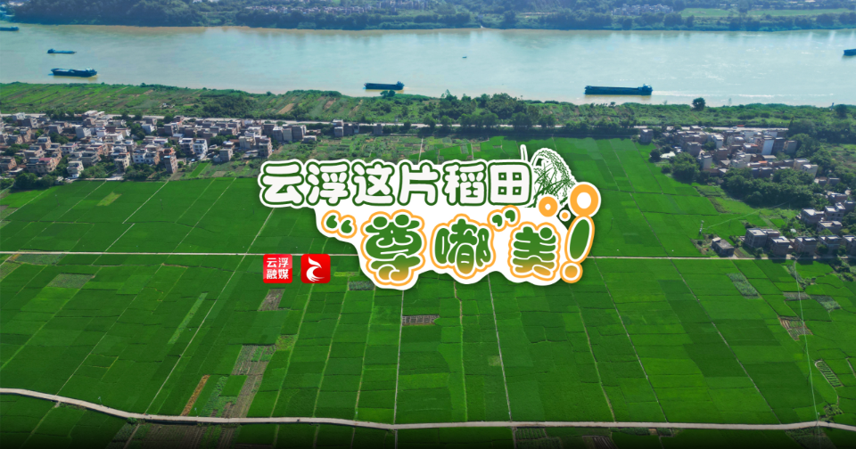 壁纸上新啦！云浮这片稻田“尊嘟”美！