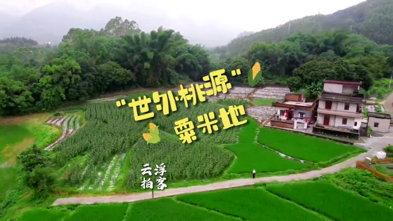 香甜玉米开摘！夏日炎炎 有你真甜 | 云浮拍客