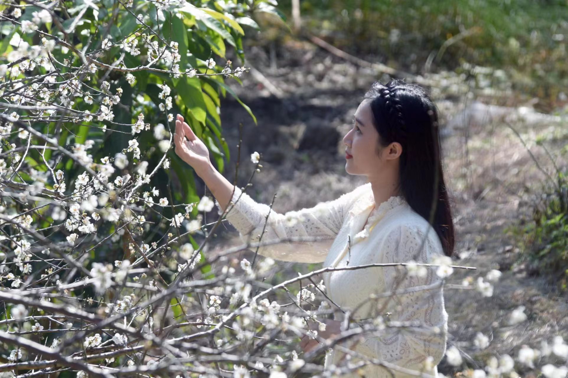 郁南：天马梅花开 赏梅正当时