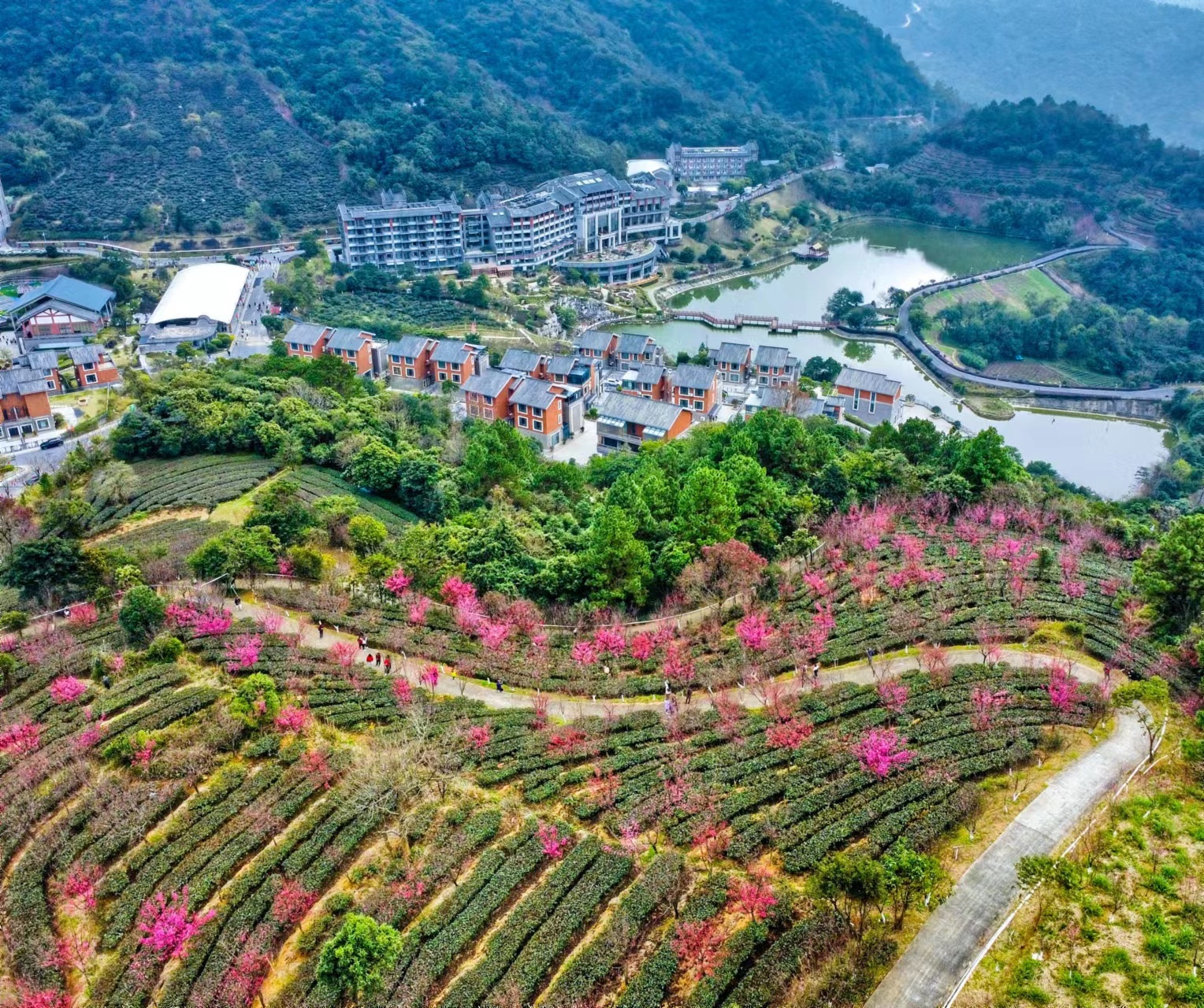 新兴：桃花盛开春意浓