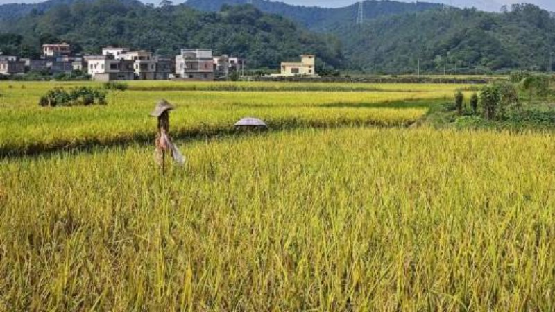 云安田野好“丰”景，晚稻成熟归仓忙