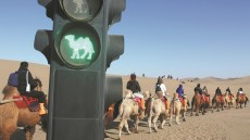 Traffic lights alleviate camel congestion at popular desert scenic spot