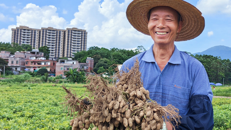 鼓起钱袋子！云安区富林镇万亩花生基地喜获丰收