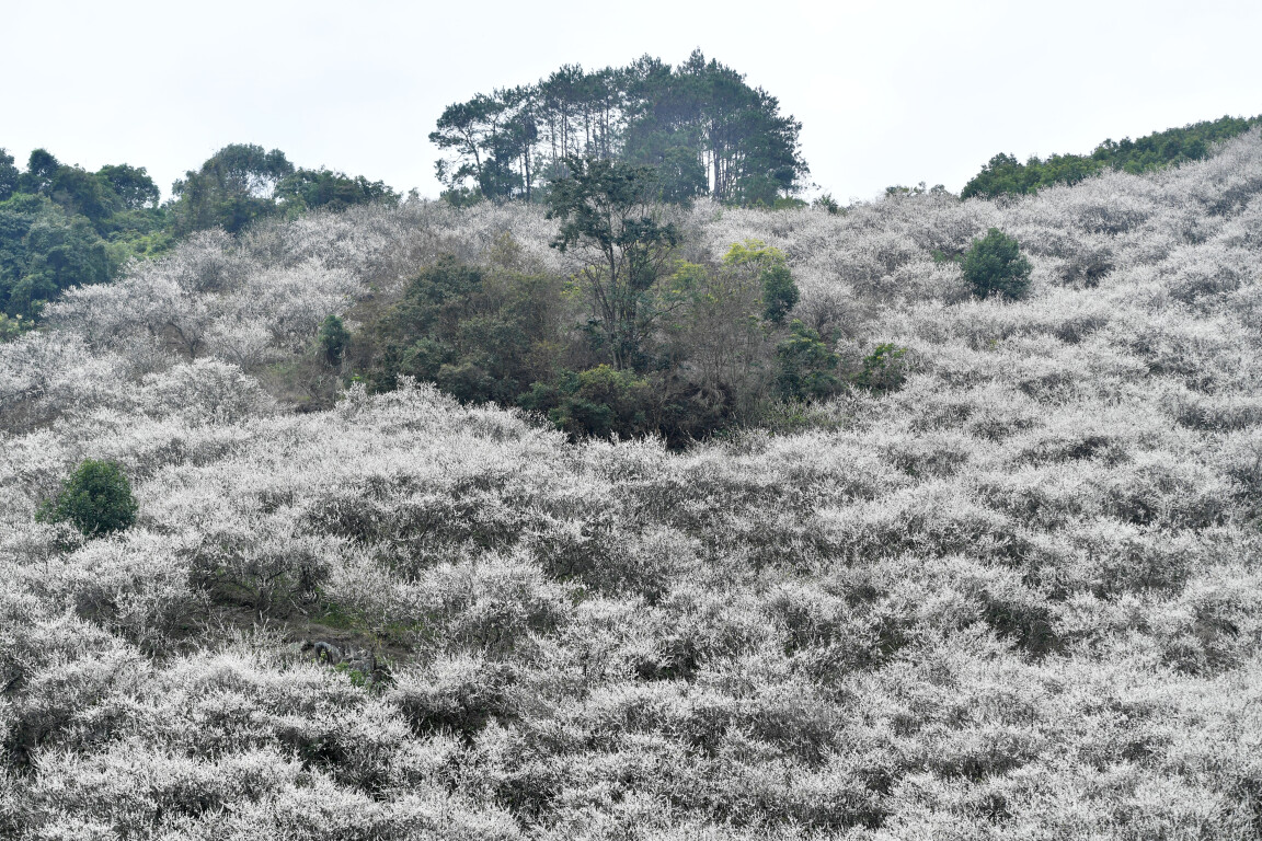 送你一片最美的“雪花”，郁南建城“香雪”醉游人