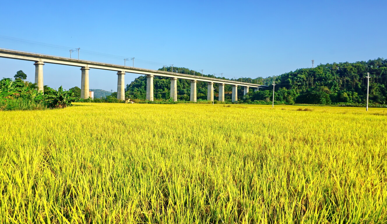 郁南都城：乡村稻穗飘香 田园景色撩人