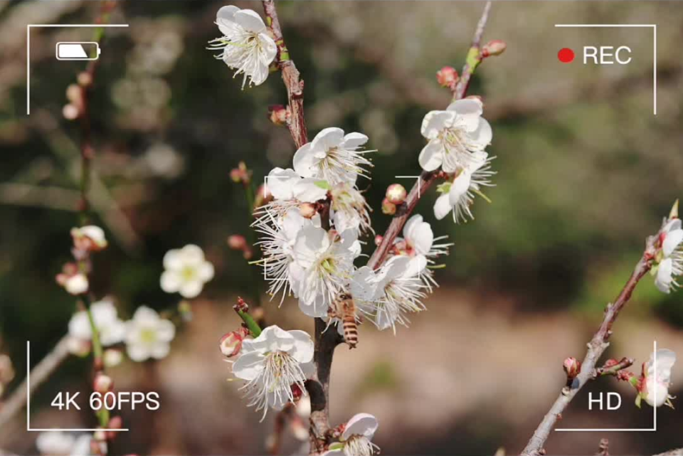 新兴河头：梅花盛开，只等君来