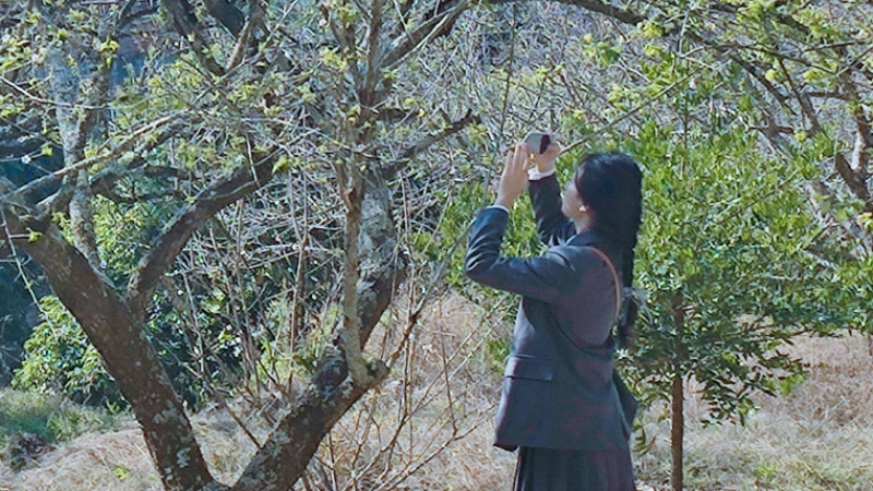 新兴太平镇：梅花迎来盛放期