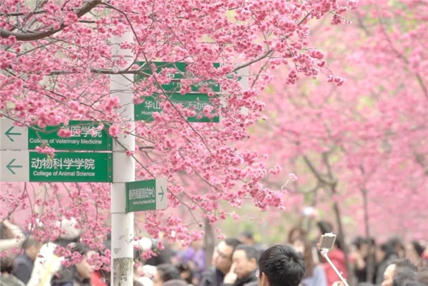 Eye-catching cherry blossoms at SCAU go viral online