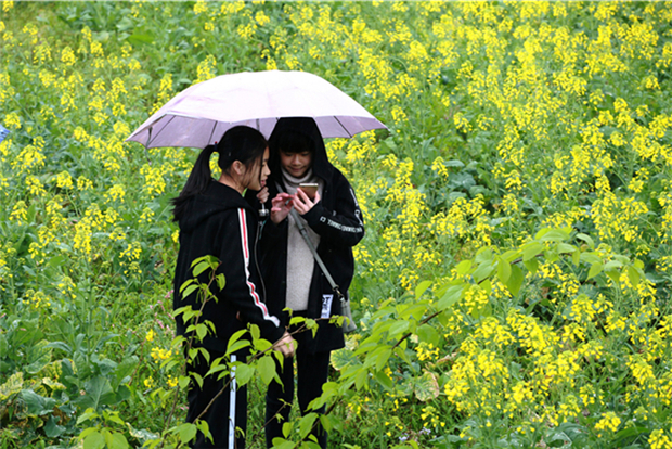 Enjoy rapeseed flowers, hanfu show and folk songs in Huadu