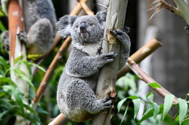 Number of koalas increases in park in Guangzhou