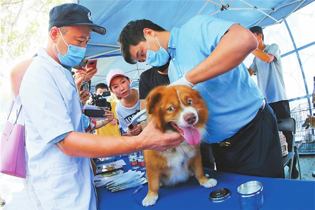 100 pet hospitals offer free microchipping for dogs