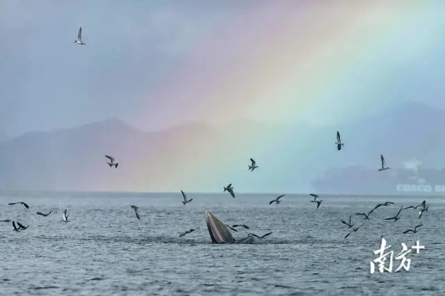 Increasing number of rare animals visit Guangdong
