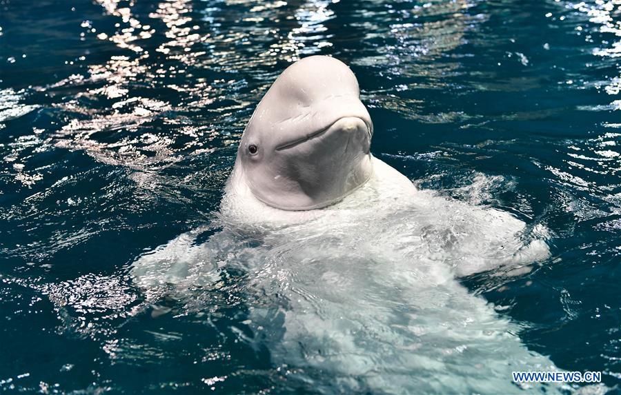 Belugas at Chimelong Ocean Kingdom in Zhuhai, Guangdong