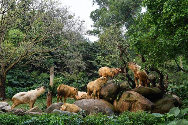 7 golden takin babies shown to public at Chimelong Safari Park in China's Guangdong
