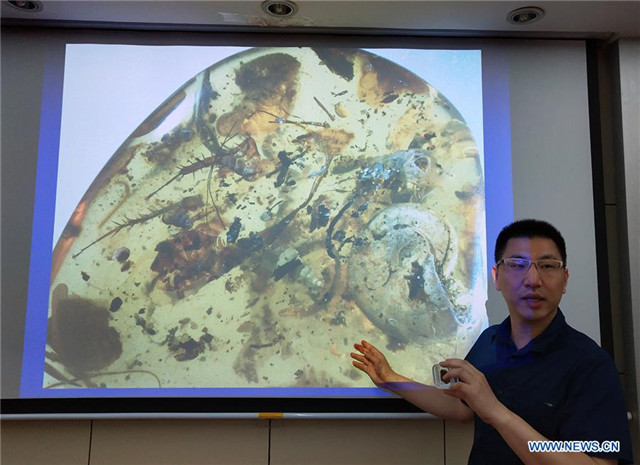 Chinese scientists identify rare amber encasing ancient sea animal