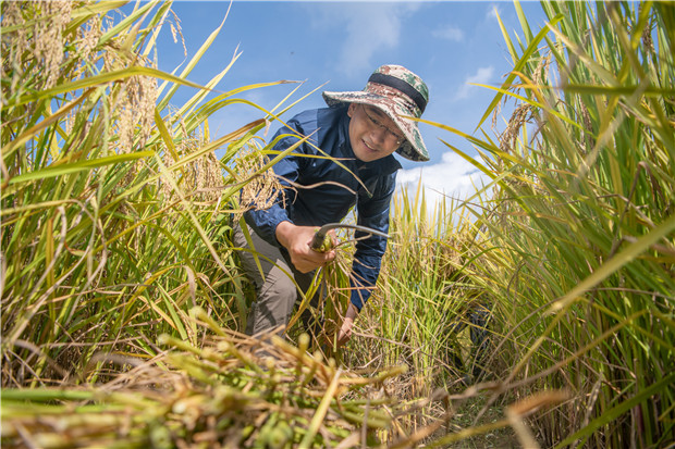 Bumper harvest of space-bred rice seeds seen in Guangdong
