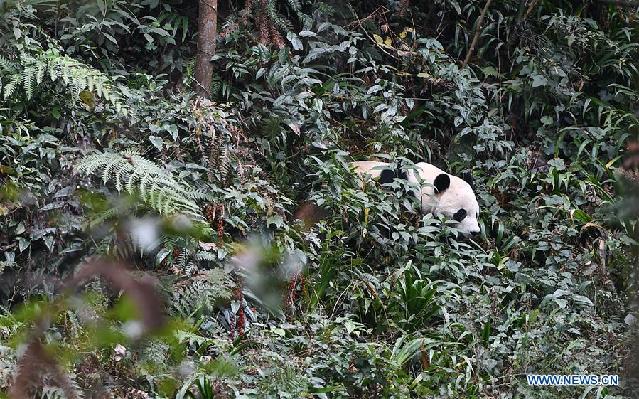 U.S.-born panda Bei Bei arrives in China