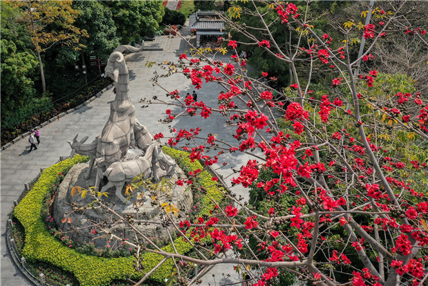 Kapok in Guangzhou