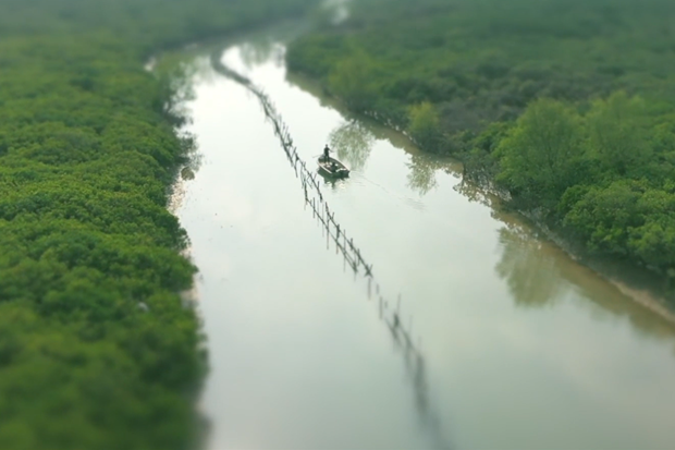 Wetland ranger Ma Xili and his mangroves in Jiangmen