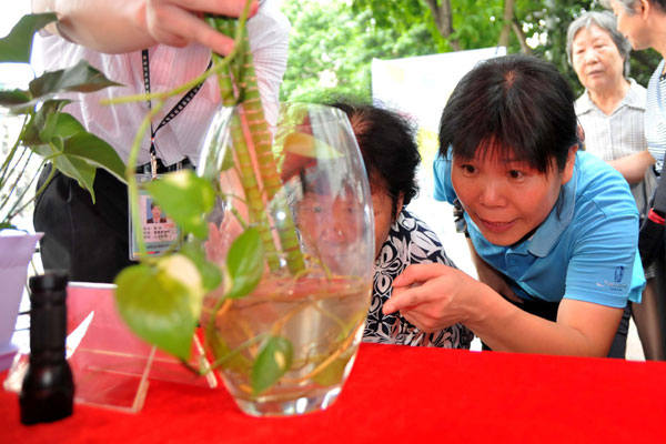 Guangzhou sees an increase in dengue fever cases