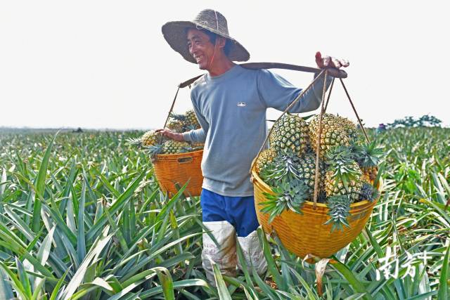 Colorful harvest of pineapples in Xuwen, Zhanjiang