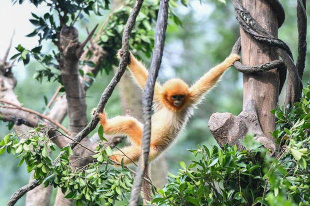 Golden snub-nosed monkeys in Guangzhou