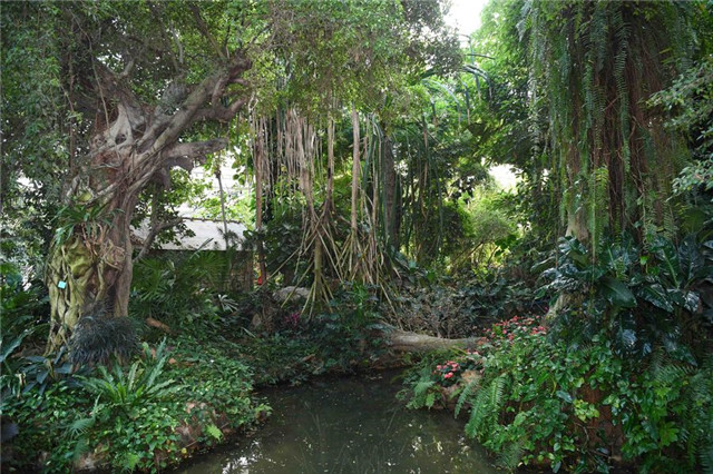 Chinese wisdom taking root in Amazon rainforest