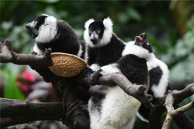 Triplets of black-and-white ruffed lemur meet public in south China's Guangdong