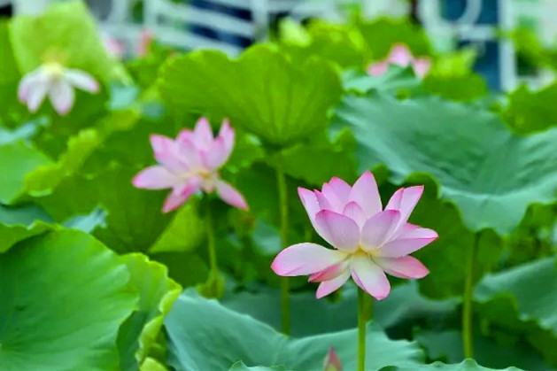 Miraculous! Rare septet lotus flowers spotted in Guangzhou