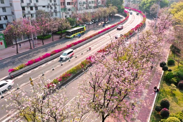 Video | Do you know the road to flowers in GZ?