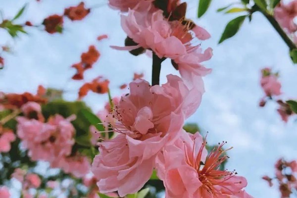 Flowers in full Bloom! Places in GZ you can go...