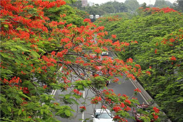 Flame trees bloom across Guangzhou