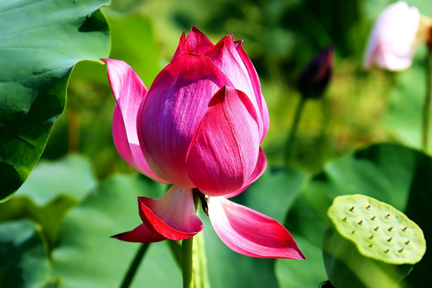 Summer Fun | Where to enjoy lotus flowers in Guangzhou