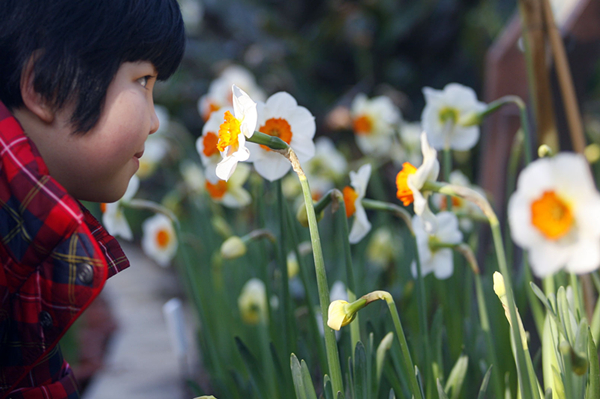 Discover the significance behind Spring Festival's blooms