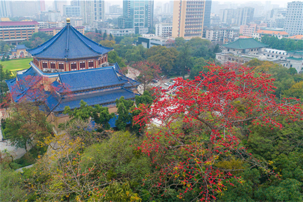 Kapok flowers blossom around the city of Guangzhou