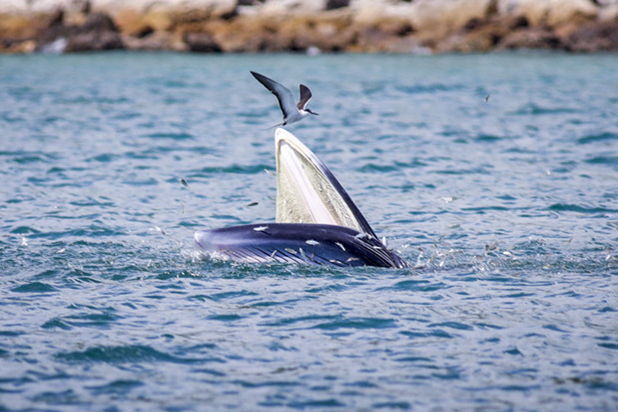 Rare appearance of Bryde's whale in Dapeng Bay in Shenzhen