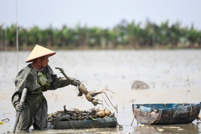 Farmers harvest lotus roots in Taishan, Guangdong
