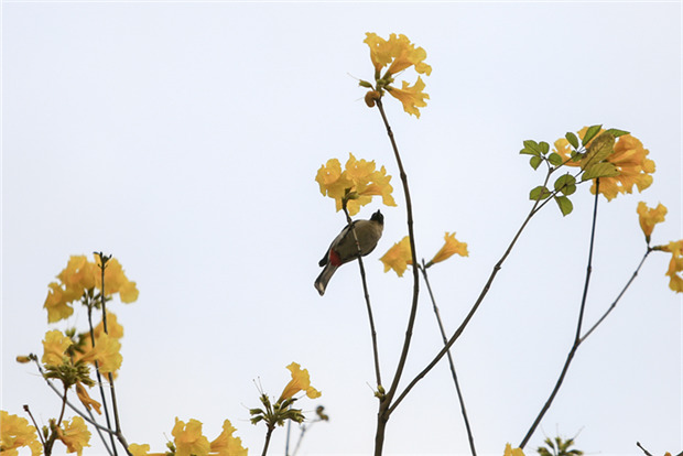 Golden Trumpet Trees in Guangzhou