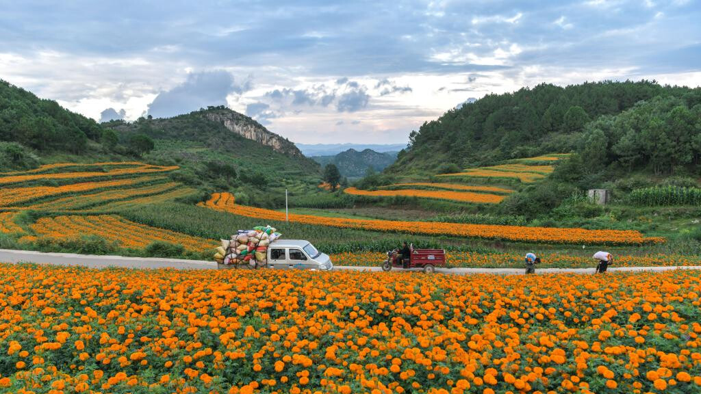 Marigolds in full bloom in Weining County, SW China