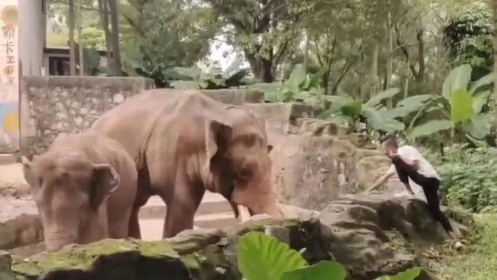 Tourist broke into the elephant area at Guangzhou Zoo