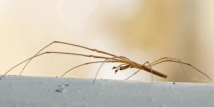 Guangzhou’s Haizhu Wetland updated insect map Guangzhou’s Haizhu Wetland updated insect map