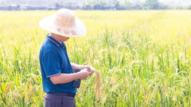 广东计划推广种植100万亩节水抗旱稻