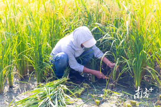 工作人员演示节水抗旱稻收割。