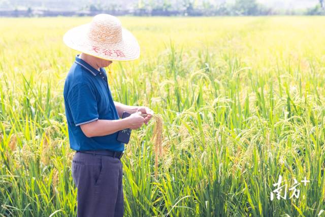 工作人员在现场检查节水抗旱稻生长情况。