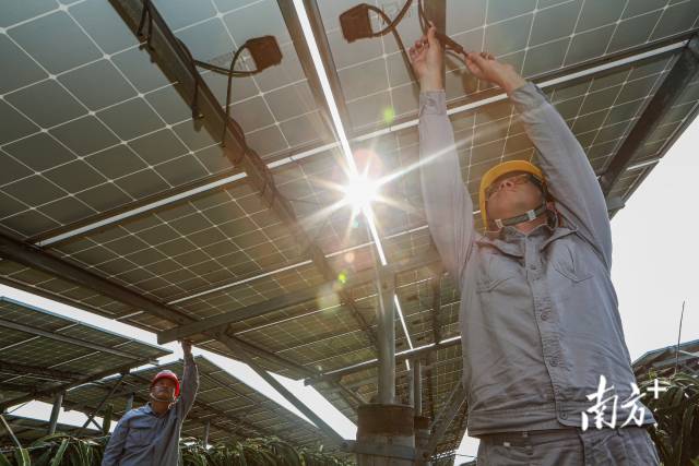 广东省阳江农垦光伏电站，工作人员正在检修光伏板，该项目在火龙果种植园里实现光伏发电，用农光互补的模式助力乡村振兴。