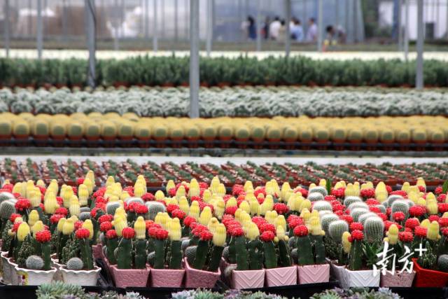广州一园艺公司培育的仙人掌等多肉植物。南方日报资料图 广州一园艺公司培育的仙人掌等多肉植物。南方日报资料图