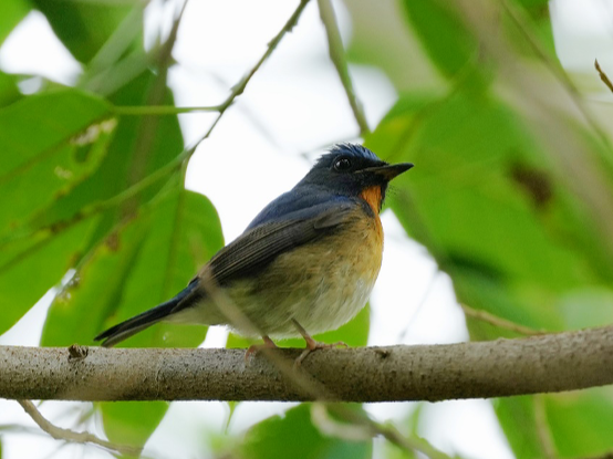 New bird species first captured in Shenzhen