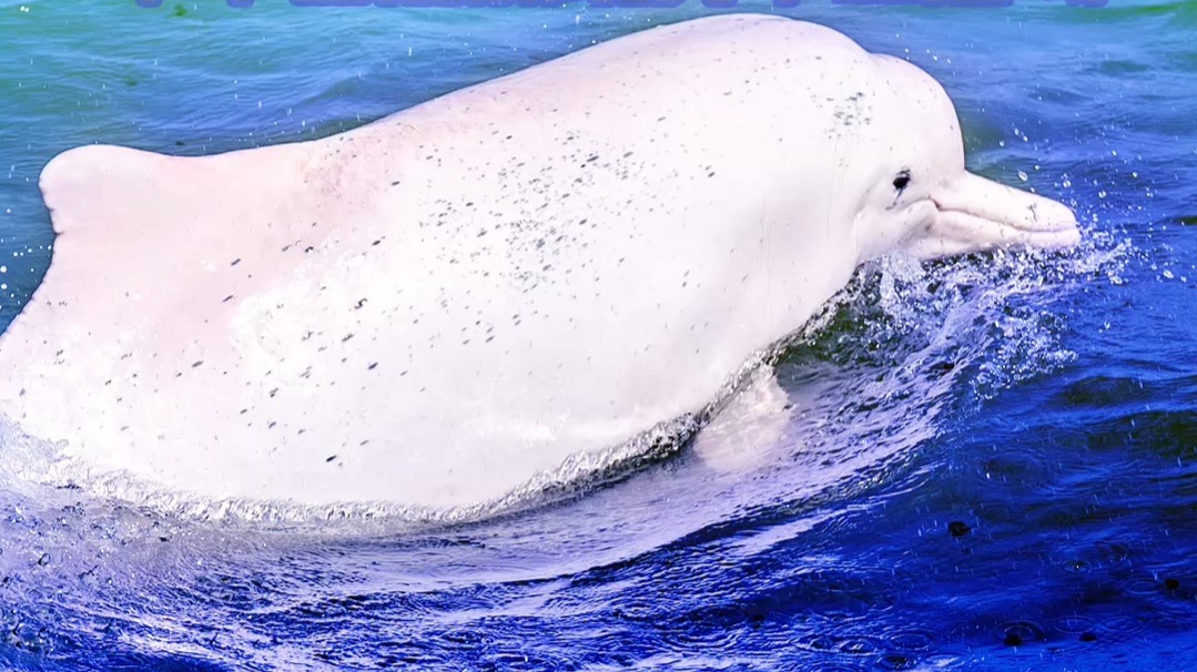 Chinese White Dolphins spotted in the waterway of Zhongshan